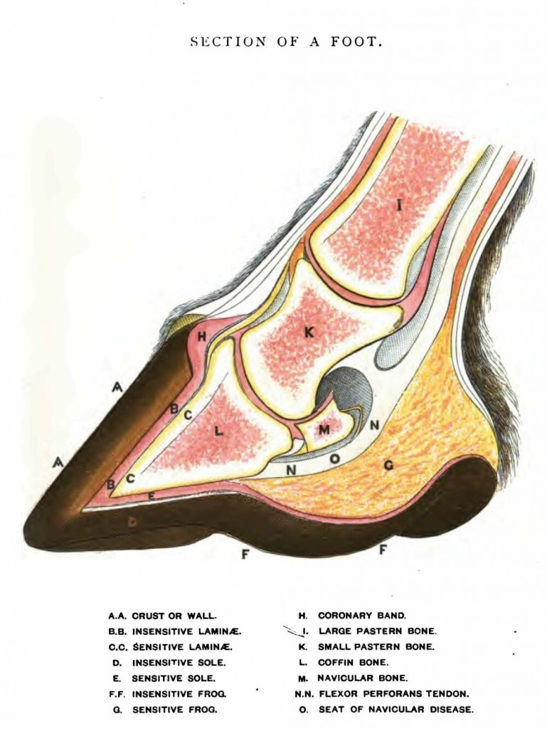 labeled cross-section drawing of normal horse hoof and leg below fetlock