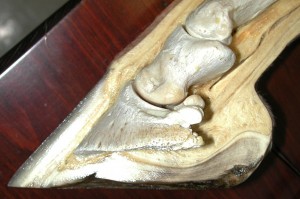 Horse Hoof Anatomy - Cross section view