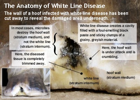 labeled photo of hoof infected with white line disease