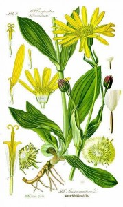 Arnica montana botanical illustration