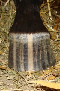 front view of a horse's hoof