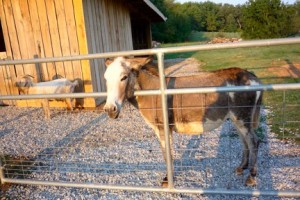 young donkey gelding