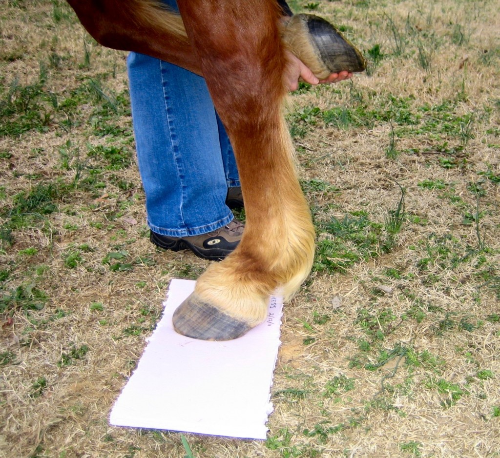 HOOFsmart · Measuring for Hoof Boots Made Easy