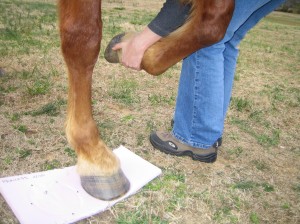 Using foam board to measure for hoof boots