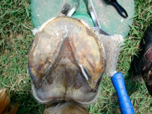 barefoot hoof before trimming