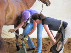 Horse owner learning to trim hoofs