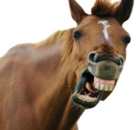 Yawning Horse clear background