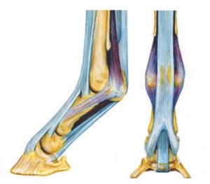 Diagram of Equine Lower Leg, showing Suspensory Ligaments