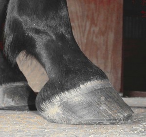 Lateral view of a horse's hoof
