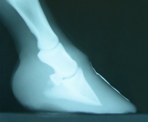 X-Ray of a foundered horse hoof