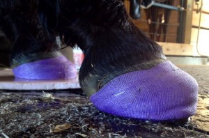 Foundered hoof with casting material and packing