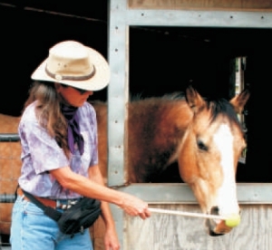 horse learning to target using positive reinforcement